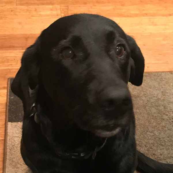 Scouty Athlete-Profile